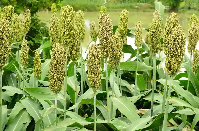 Ragi: The Nutritional Powerhouse You Should Know About